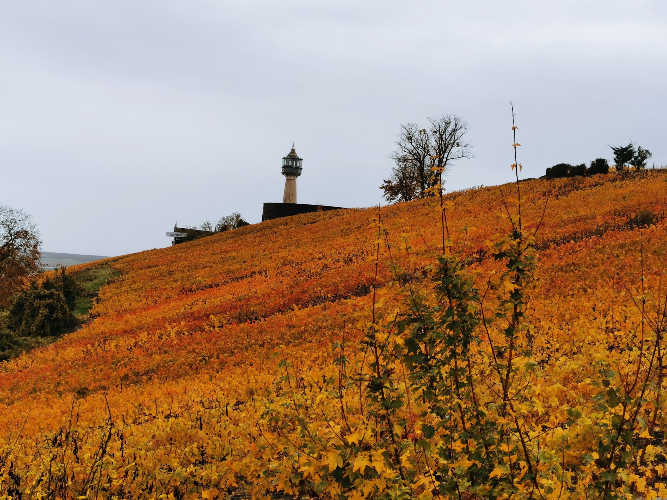 Vue sur le phare de Verzenay et les vignes environnantes aux couleurs de l'automne